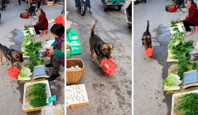 El tierno perrito acudió al mercado con su canasta de plástico en el hocico y se acercó a una vendedora para comprar naranjas. Foto: captura de TikTok