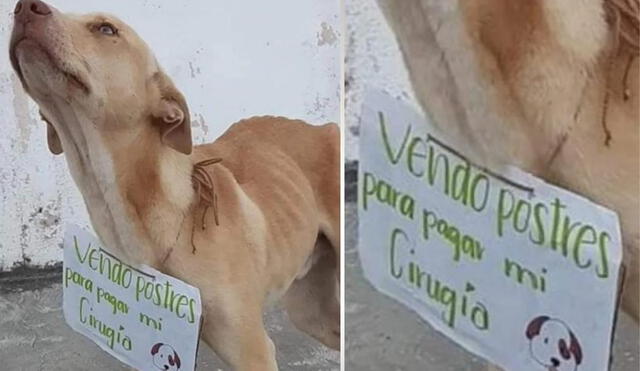 Gran parte del dinero que no pudo ser gastado en la operación de Rex por su repentino fallecimiento, fue usado para otras mascotas que lo necesitaban. Foto: captura de Facebook