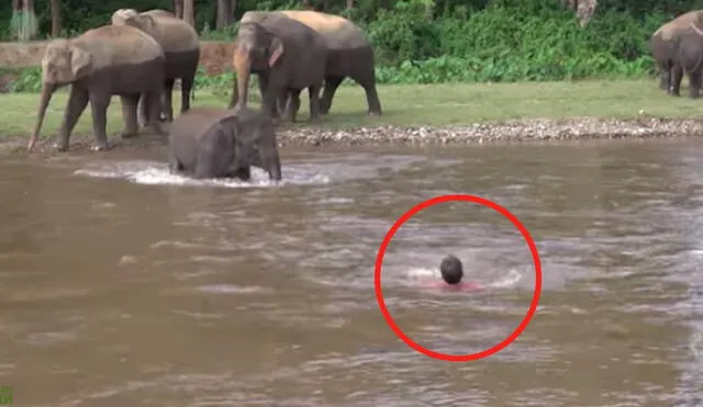 Elefante bebé corre para salvar a un hombre al creer que se ahogaba en el río. Foto: capturas de TikTok.