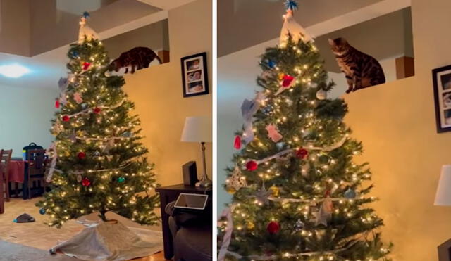 Un travieso felino aprovechó que estaba solo en casa para hacer de las suyas, pero se tuvo que detener al ser descubierto por su dueña. Foto: captura de YouTube