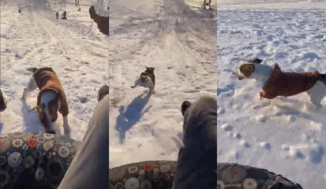 Más de 1,3 millones de usuarios quedaron sorprendidos con la rapidez del can al correr por la nieve e indicaron que le gustaba el clip. Foto: captura de TikTok