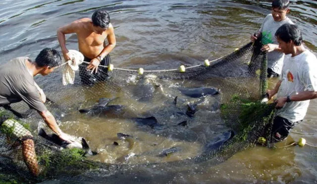 Autorizan subvenciones por más de S/ 2.4 millones para proyectos de pesca y acuicultura. Foto: Andina.