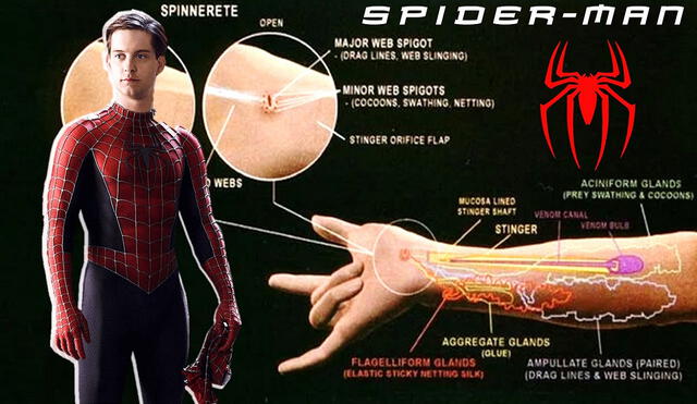 Para alegría de los fans, No way home confirmó el Spider-Verse con Tom Holland junto a Andrew Garfield y Tobey Maguire. Foto: composición/Sony/Screen Rant