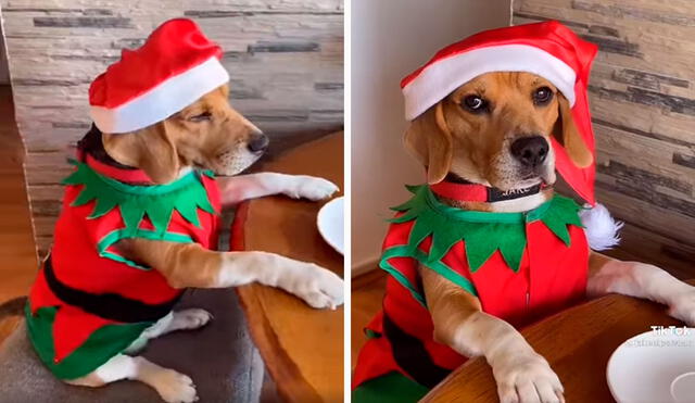 Una joven grabó la curiosa acción de su mascota que se acomodó en la silla y colocó sus patas delanteras sobre la mesa para que le sirvan su comida. Foto: captura de YouTube