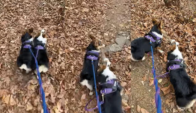 Ambas mascotas estaban atadas a una misma cadena. Foto: captura de YouTube