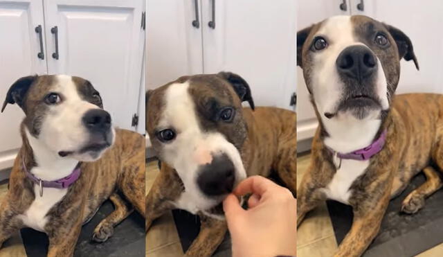 El perrito pretendía masticar golosinas falsas. Foto: captura de YouTube
