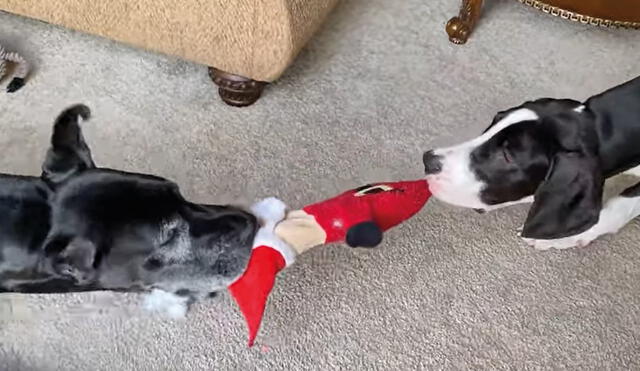 Ambas mascotas luchan con todas sus fuerzas para llevarse el Santa Claus de peluche. Foto: captura de YouTube