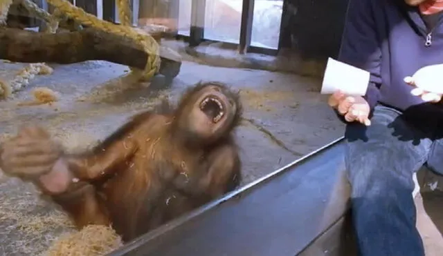 Orangután ríe a carcajadas ante un truco de magia de un hombre. Foto: captura de TikTok.