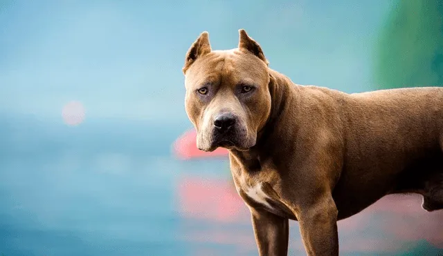 Los perros estaban siendo capturados y sacrificados “sobre la base de su aspecto”, declaró un especialista. Foto: T13