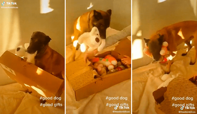 El perrito mostró su gran felicidad al notar que le habían regalado decenas de peluches para jugar. Foto: captura de TikTok