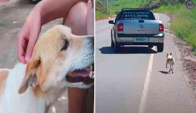 La conmovedora historia de este perrito tocó el corazón de miles de cibernautas. Foto: captura de YouTube