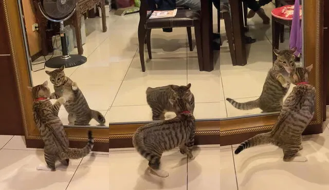 Los dueños de este encantador gatito se sorprendieron al ver su reacción. Foto: captura de YouTube