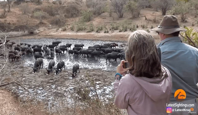 Aunque quisieron rescatar a sus cachorros, a los búfalos solo les quedó mirar cómo sus crías eran devoradas por los 30 leones. Foto: captura de YouTube