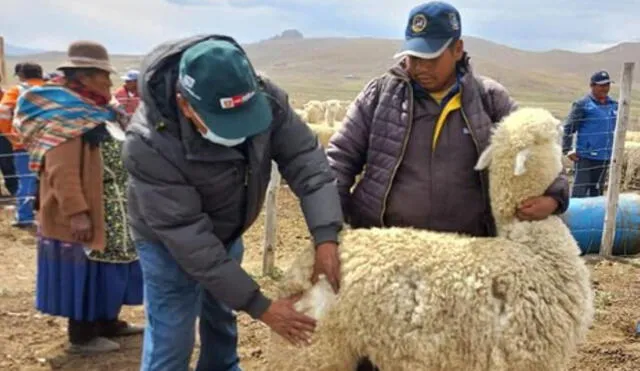 Alpaqueros de Puno fueron capacitados para mejorar su producción. Foto: INIA