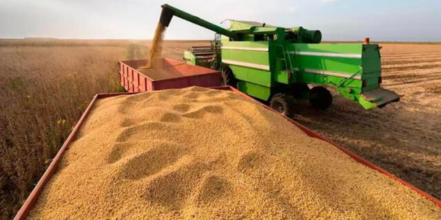 El trigo tuvo una caída de US$ 3,95 y se posicionó en US$ 295,42 por tonelada, debido a “cuestiones técnicas luego de haber iniciado la jornada al alza”. Foto: Infocampo