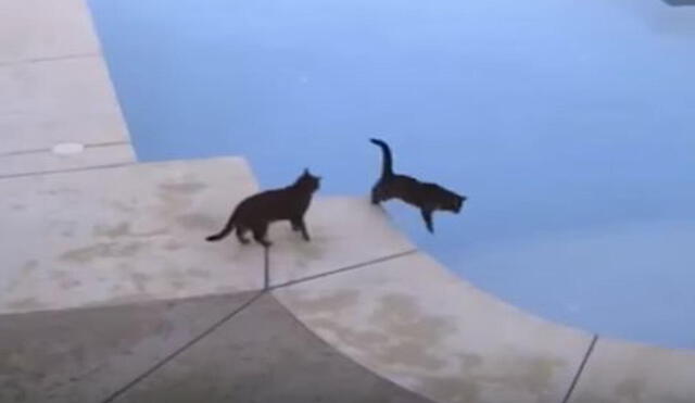 Gato empuja a su ‘compañero’ que se encontraba al borde de la piscina. Foto: captura de TikTok.