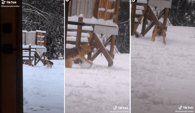 El perro dejó asombrados en redes por su gran inteligencia para formar bolas de nieve con sus patas. Foto: captura de TikTok