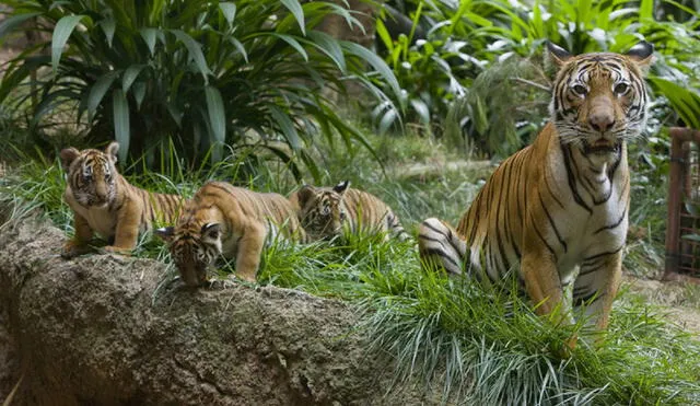 El tigre malayo es una de las especies de tigre más pequeñas. Foto: Los Ángeles Times