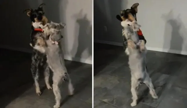 Los usuarios reaccionaron ante el enternecedor momento y muchos indicaron su interés por enseñarle a sus mascotas a 'bailar'. Foto: captura de TikTok