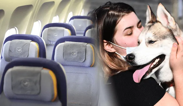 Viajar con tus mascotas en un avión.Las aerolíneas son cada vez más pet friendly. Foto: composición/AFP