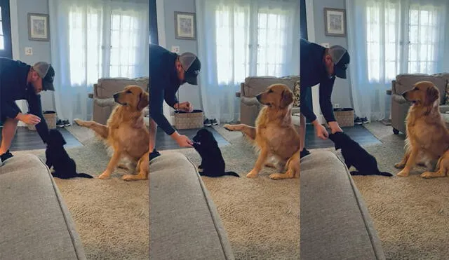 El perro de raza golden retriever también se unió a la enseñanza de su dueño. Foto: captura de YouTube
