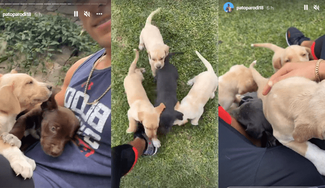 Patricio Parodi protagonizó cálido encuentro con sus pequeñas mascotas. Foto: composición/Patricio Parodi/Instagram