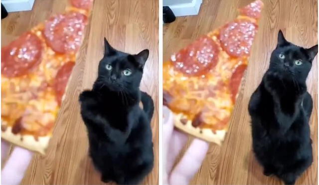 Gato ‘ruega’ a su dueña para que le comparta un pedazo de pizza. Foto: captura de TikTok.