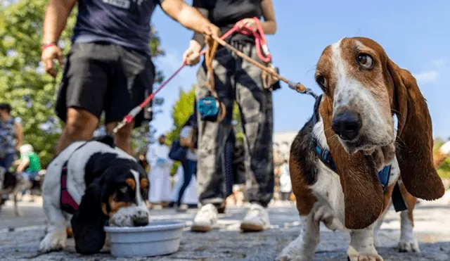 Ambos recibieron inhabilidad para tenencia de animales por medio año y una multa de 2.270 dólares. Foto: AFP/referencial