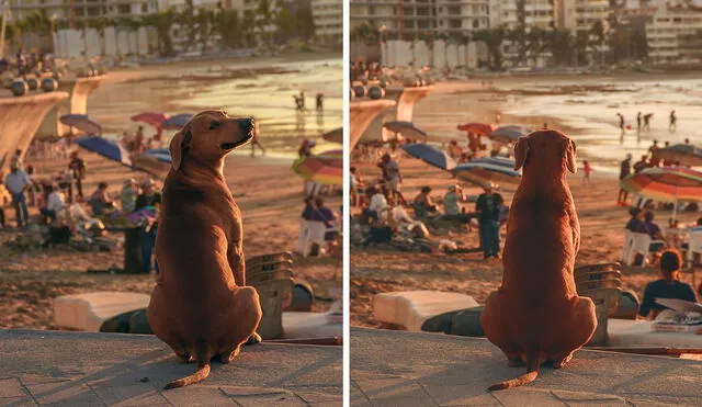 Un fotógrafo captó el preciso momento en que un perro sin hogar se acomodó en el malecón para ser testigo de la puesta del sol. Foto: ElFotografode10pesitos/ Facebook