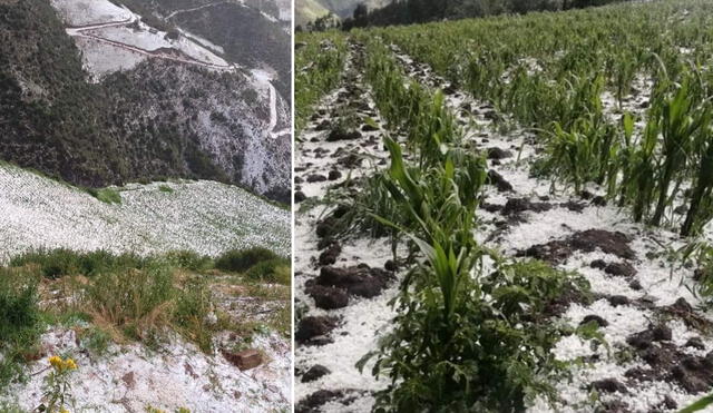 Agricultores alertaron la afectación de cultivos de maíz, habas, papa, trigo, habas, entre otros. Foto: Cusco News