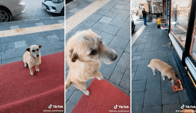 El perrito esperaba pacientemente que la joven salga del establecimiento con su ración de comida. Foto: captura de TikTok