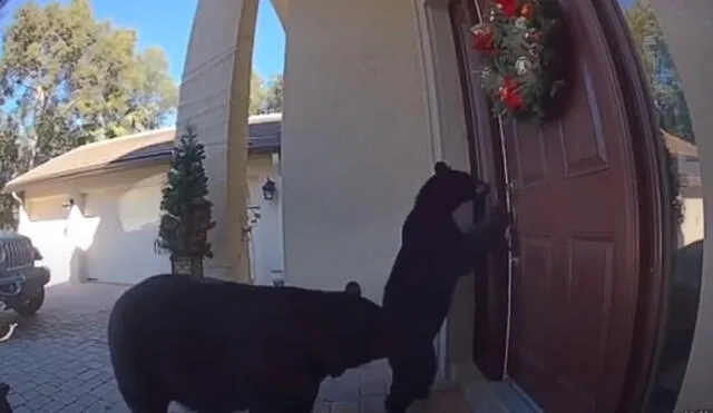 Oso y su cría causan terror en una pareja al tratar de ingresar sin permiso a su casa. Foto: captura de YouTube.