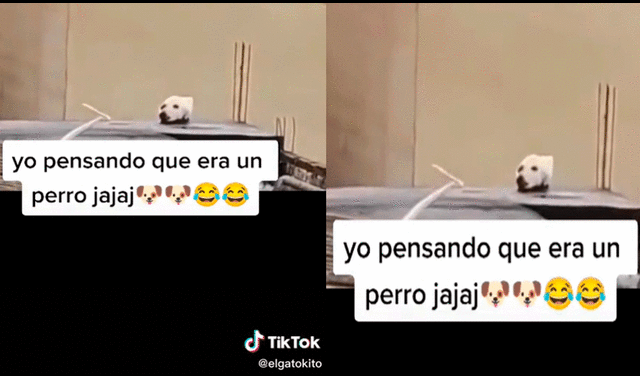 El video dejó confundidos a los cibernautas, pues no sabían si se trataba de un perro con la cabeza atrapada u otro animal. Foto: captura de TikTok