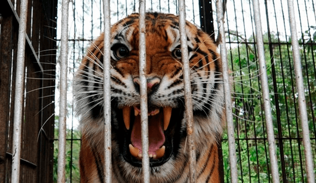 Un veterinario del lugar disparó con una pistola tranquilizante al tigre de 11 años que pesa entre 150 y 160 kilogramos. Foto: AFP/referencial