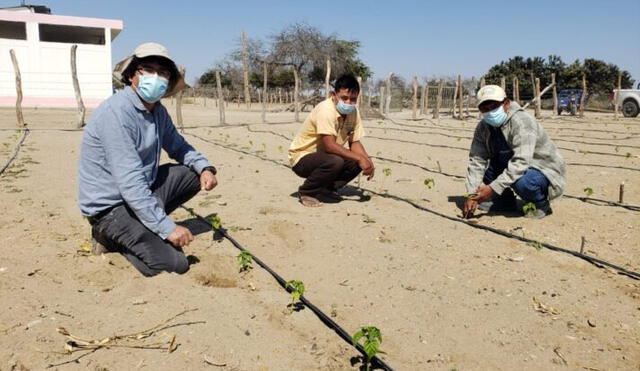 Pretenden mejorar la economía de familias sechuranas. Foto: Noticias Sechura