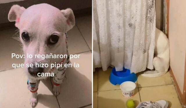 La joven, de usuario @gresy_ruiz, suele compartir a través de sus redes los divertidos momentos que pasa en compañía de su mascota canina. Foto: captura de TikTok