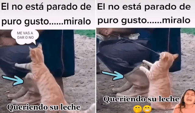 El gatito esperó parado a un lado y al ver que no le daban nada pasó su garra por la pierna del granjero. Foto: captura de TikTok