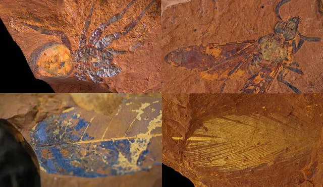 Los fósiles datan de hace aproximadamente 15 millones de años, cuando Australia era un continente de una vasta región tropical. Foto: composición LR / Salty Dingo / Michael Free / Australian Museum