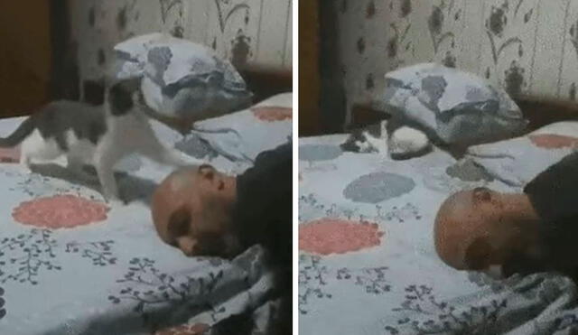 Un gato quería que su dueño se levante de su cama y se acercó para darle unos golpes en su cabeza; sin embargo, se espantó cuando se vio descubierto. Foto: captura de Facebook