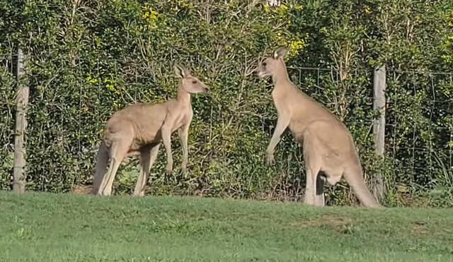 Ambos animales empezaron a atacarse con sus garras. Foto: captura de YouTube