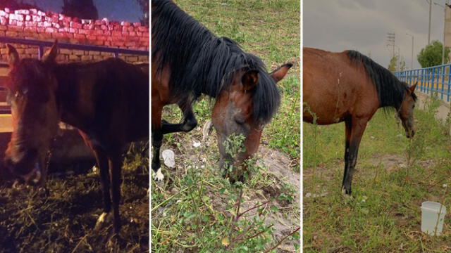 Yegua fue puesta a buen recaudo en la dependencia del Departamento de Caballería. Foto: Composición La República / PNP