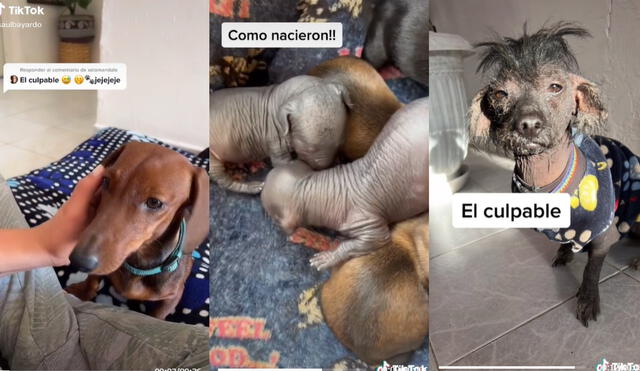 Miles de usuarios quedaron sorprendidos al conocer al verdadero ‘padre’ de los ocho cachorritos. Foto: captura de TikTok