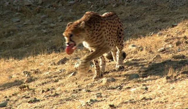 Con el apoyo de Naciones Unidas, Irán puso en marcha un programa de protección de los guepardos en 2001. Foto: AFP