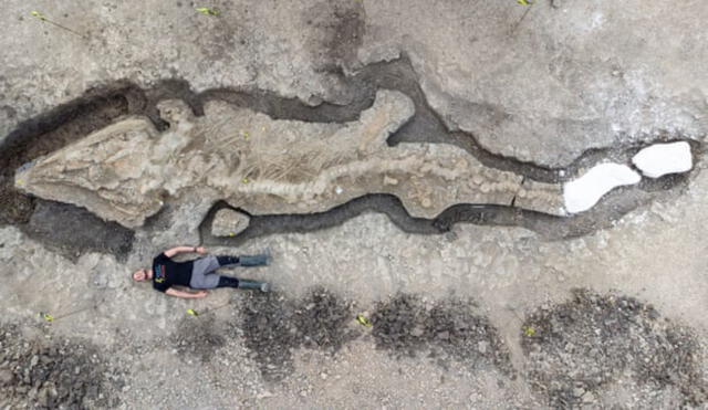 Comparación a escala entre un humano y el ictiosaurio encontrado. Foto: Anglian Water