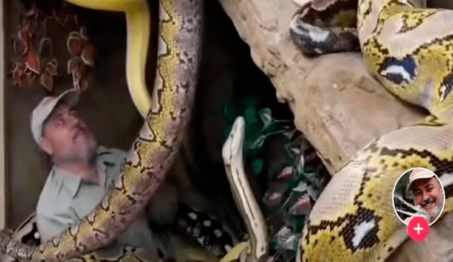 Una gran cantidad de serpientes cayó encima del hombre cuando estaba dentro de un aparador. Foto: captura de TikTok