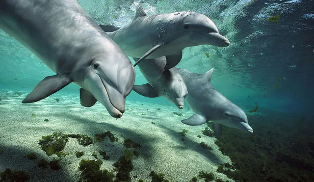 Los científicos descubrieron que el clítoris en los delfines hembra tiene funciones similares al de las humanas. Foto: Minden Pictures