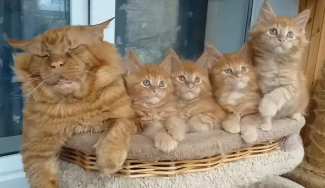 El gatito es el progenitor de los otros mininos. Foto: captura de YouTube