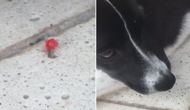 El can no se percató de la presencia de la hormiga y pasó encima de ella. Foto: captura de TikTok