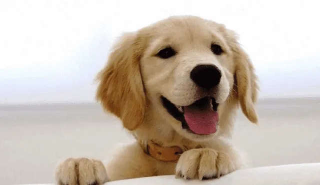 Los perros muestran patrones que indican felicidad y también un sonido que corresponde a su "risa". Foto: referencial