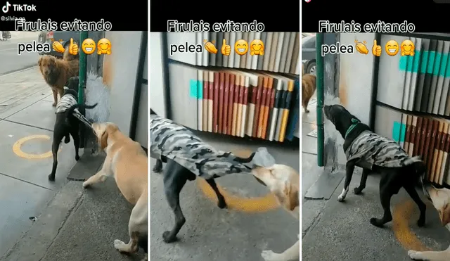 El perrito quiso detener la pelea de su compañero con otra mascota y comenzó a jalarlo de su ropa. Foto: captura de TikTok